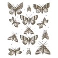 thumbnail image 2 of Vintage Butterfly and Moth T-Shirt, Cottagecore Aesthetic Retro Shirt, Aesthetic Tshirt, Cute Butterfly Lover Shirt, Cottage Core Y2k Shirt Tropical, 2 of 7