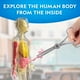 thumbnail image 2 of Modelo anatómico de cuerpo humano de National Geographic con brillo, 32 unidades, 2 of 6