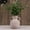 White-Pot, variant on Ceramic Vase, Rustic Ceramic Vase