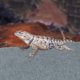 thumbnail image 4 of unbranded Lizard Liner Mat Alfombrilla Flexible Y Fácil De Cortar Para Hábitat De Mascotas Reptilianas, 4 of 7