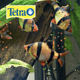 thumbnail image 2 of Tetrapro Goldfish Crisp 7.9 Oz (224 G) Tetra 224 g, 2 of 2