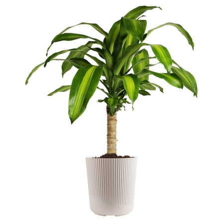 Costa Farms 36-40" Tall Mass Cane, Bright Indirect Sunlight, Indoor Live House Plants, Decor Pot