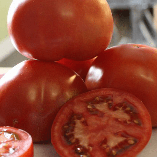 Celebrity Tomato Plant Highly Productive 3 Plants 3