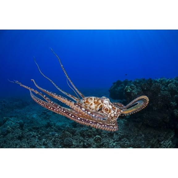 Posterazzi DPI12254718 This View Shows The Eight Armed Cephalopod Free Swimming in Mid-Water Day Poster Print - 19 x 12 in.