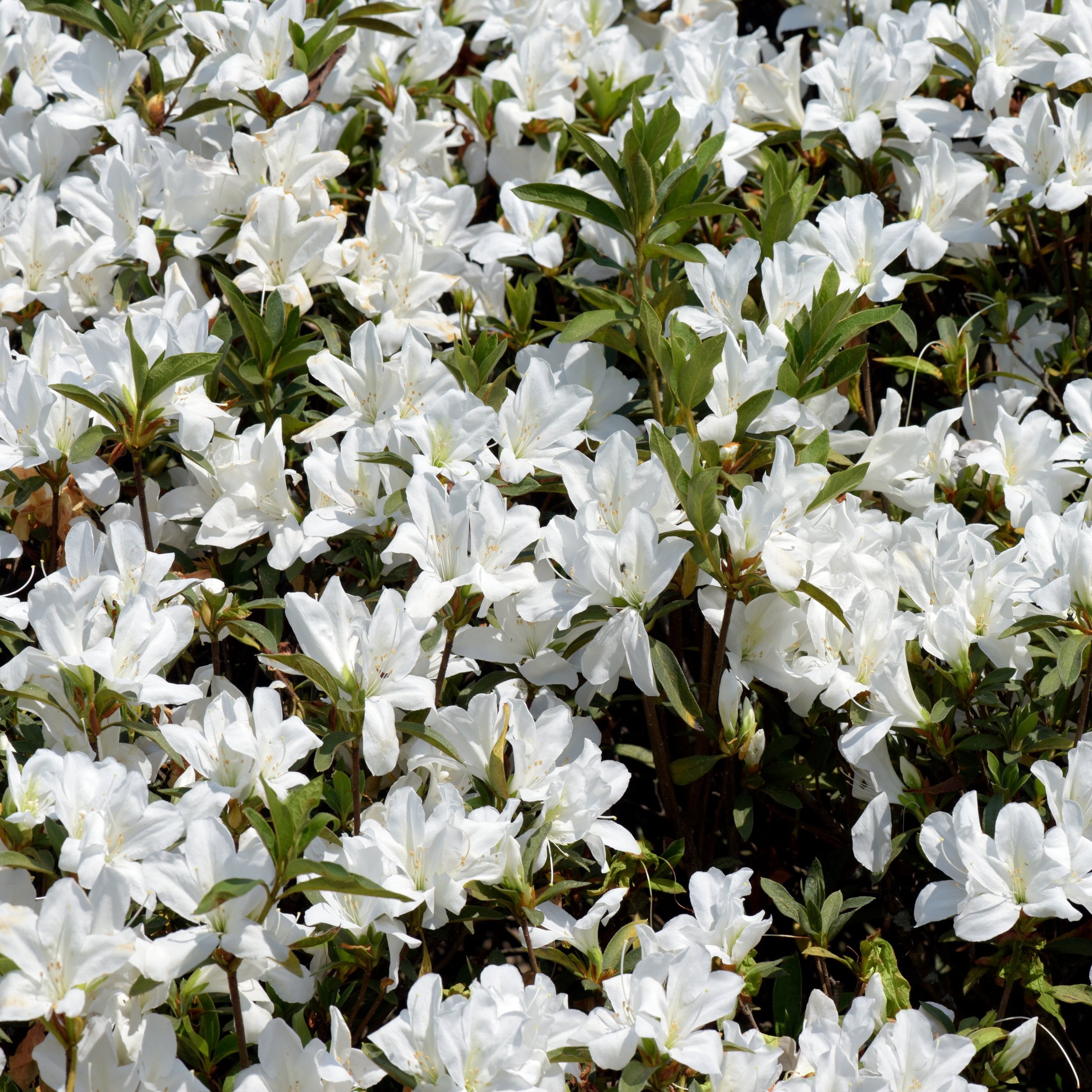 3 gal Azalea Snow Live Shrub with Partial Shade Conditions