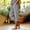 Black, variant on Asgosdo Women Capris Pants High Waisted Side Slit Striped Casual Basic Beach Vacation Pants with Pockets