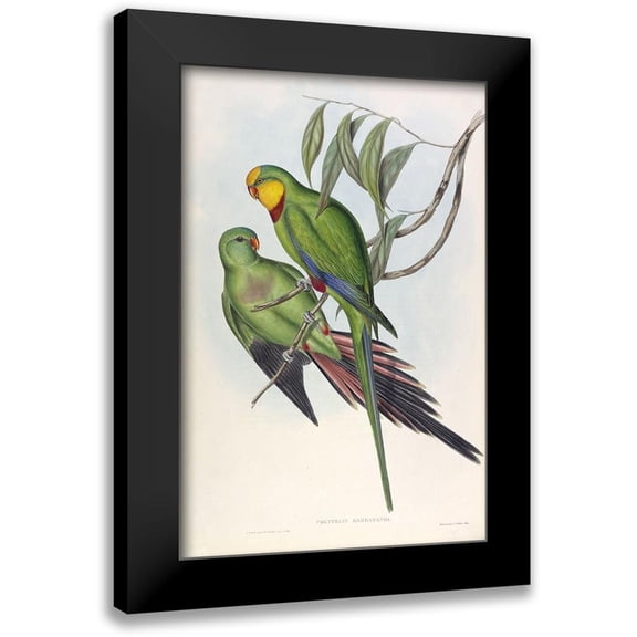 Gould, John 11x14 Black Modern Framed Museum Art Print Titled - Barrabands Parakeet