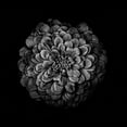 thumbnail image 2 of Carson, Brian 12x12 Black Ornate Wood Framed with Double Matting Museum Art Print Titled - Black And White Zinnia IV, 2 of 4