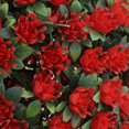 thumbnail image 3 of Led Energía Sor Flor de Luces Libre Luz Creativo árbol Colgando Arte Decoración Festiva Dispaly rojo CUTICAT Luces de bolas de flores, 3 of 8