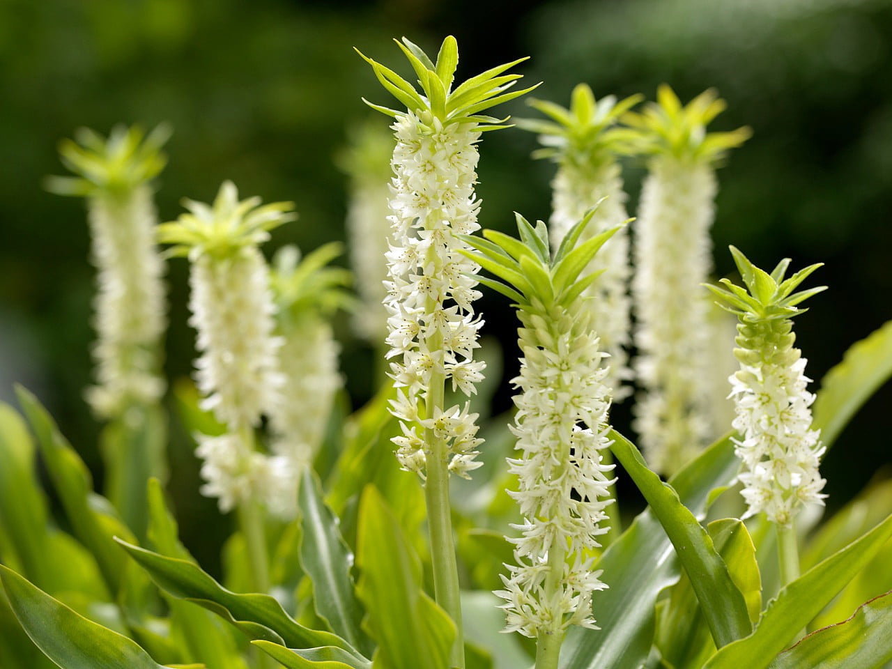 pineapple lily bulbs for sale