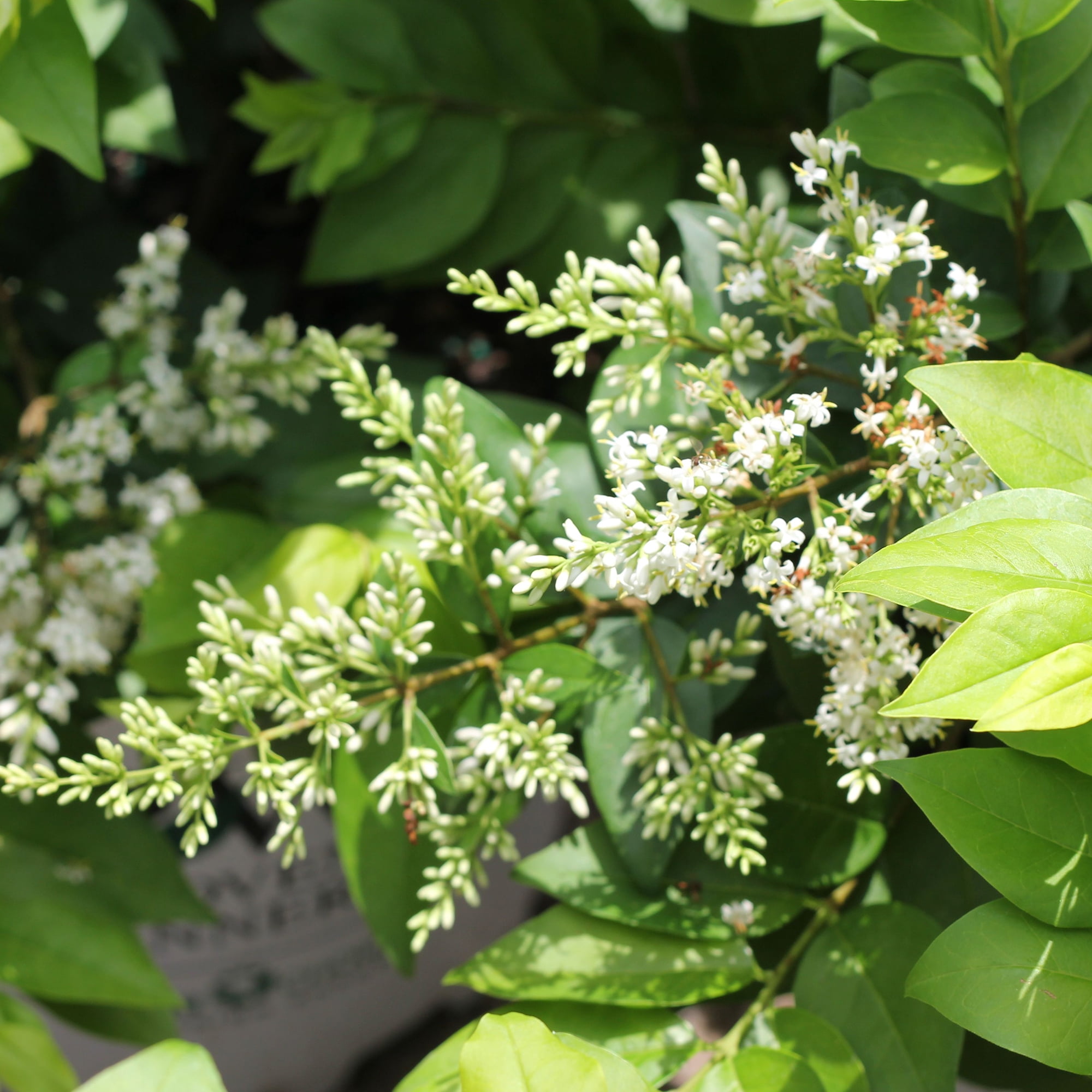 Proven Winners ColorChoice Golden Ticket Ligustrum Live Shrub (2 Gallon)