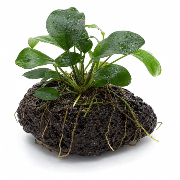Canton Aquatics Anubias Barteri Nana Aquarium Plant Decoration, Green, 1 Count