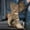 Khaki, variant on Cameland Women Fashion Cowboy Riding Boots Casual Warm Middle Heels Middle Tube Boots Shoes