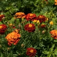 thumbnail image 4 of TomorrowSeeds - Petite Mix French Marigold Seeds - 200+ Count - For 2025 Planting Dwarf Tagetes, 4 of 9