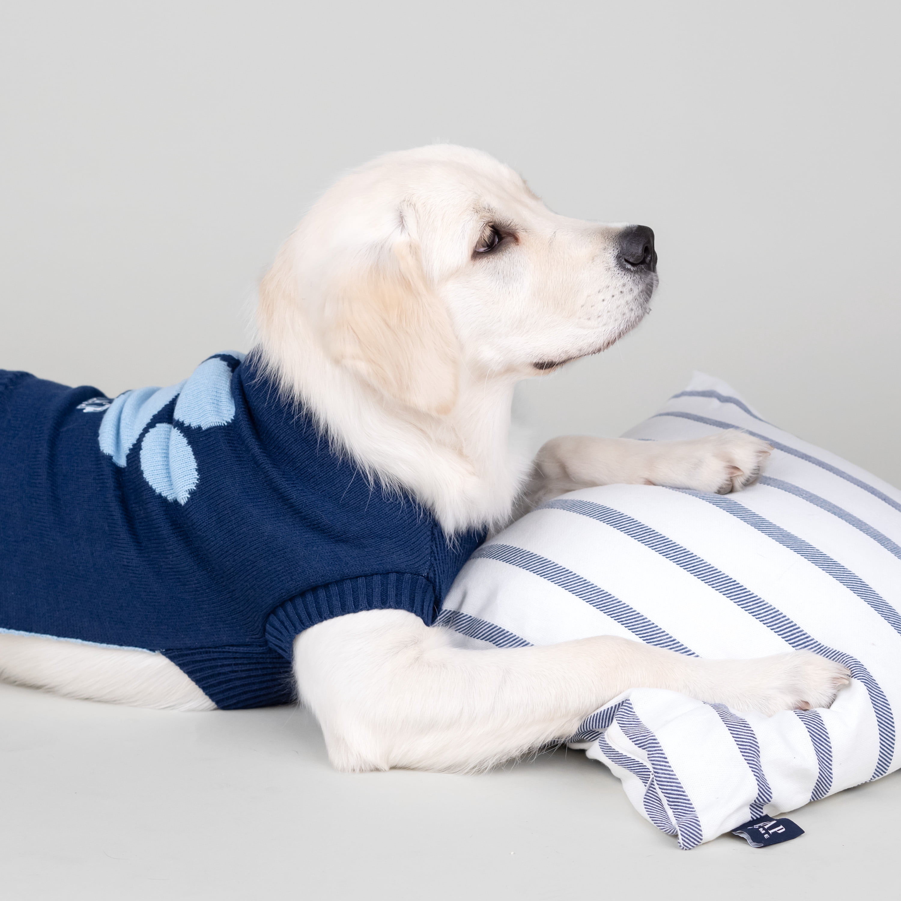 gap cat sweater
