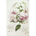 thumbnail image 2 of Elwes, Henry John 17x24 Gold Ornate Wood Framed with Double Matting Museum Art Print Titled - A Monograph of The Genus Lilium, 2 of 4