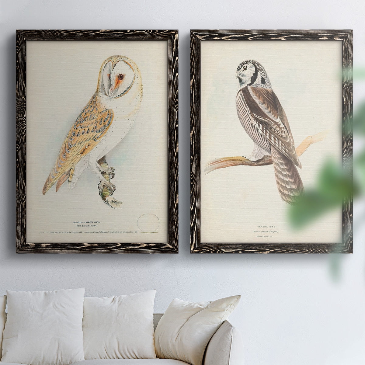 Barn Owl - Premium Framed Canvas 2 Piece Set - Ready to Hang