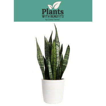 Laurentii Snake Plant - Sansevieria - Impossible to kill! - 6