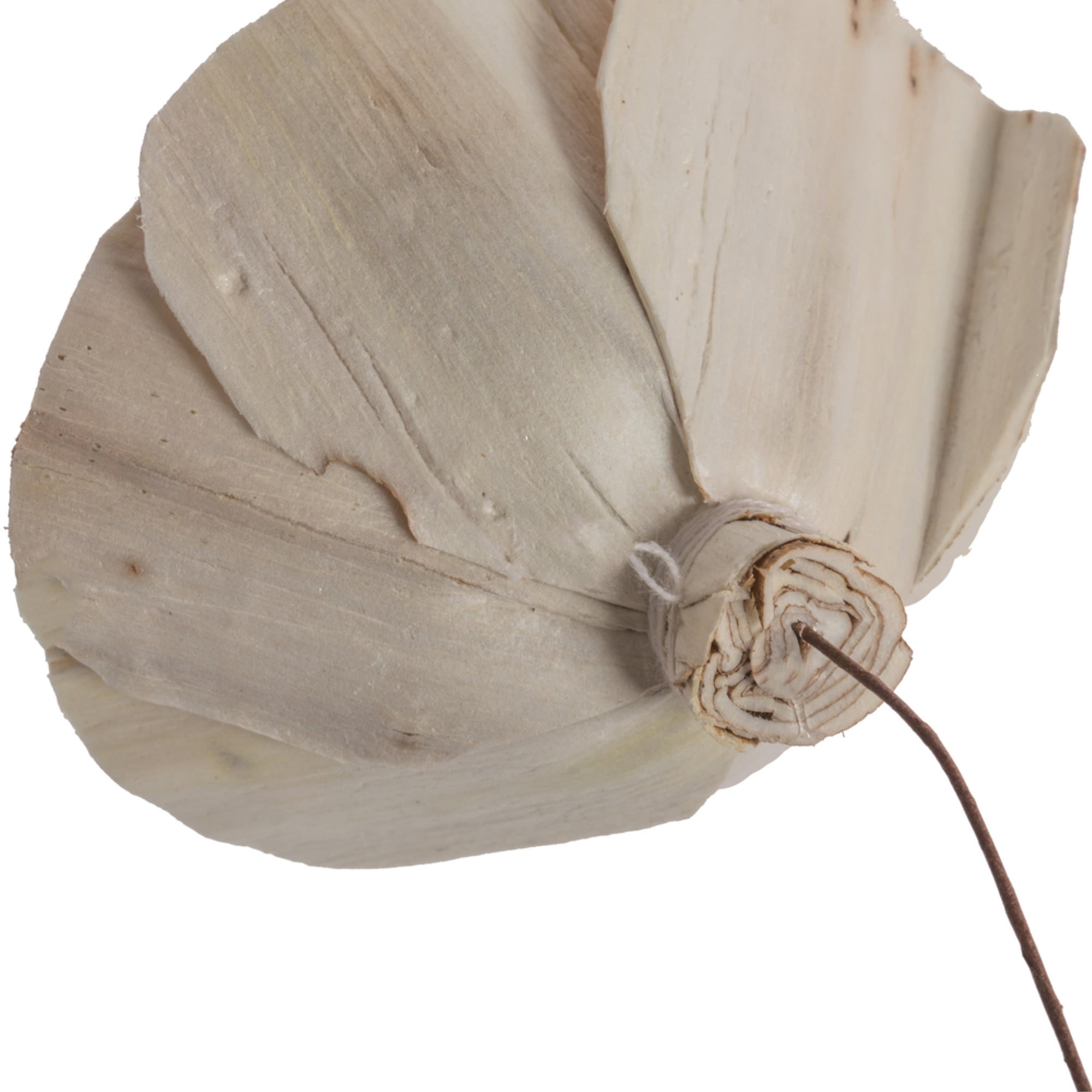 Vickerman 686287 - 4" Walnut Sola Flower on 12" Stem 12/bg (H7SFS016) Dried and Preserved Flowers