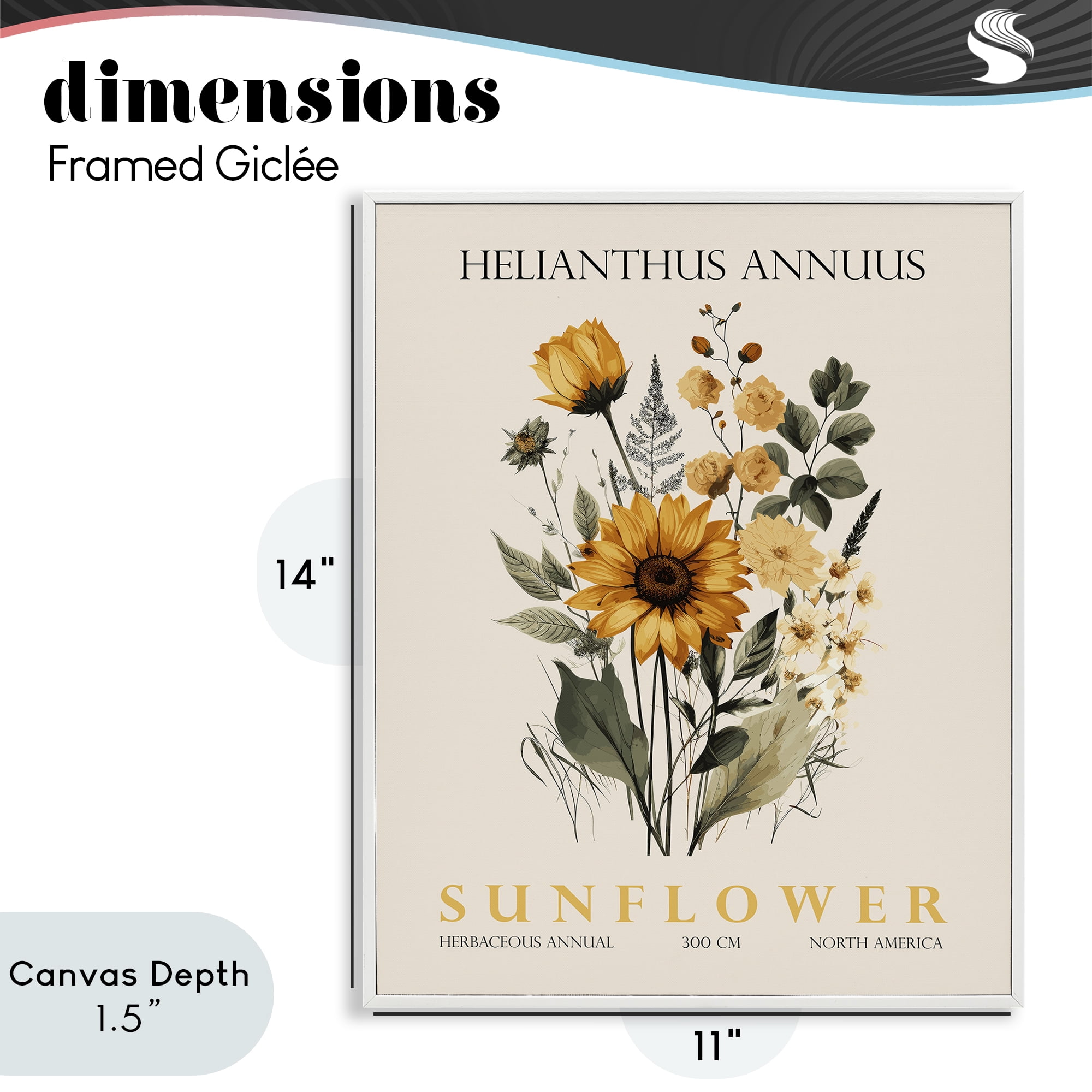 Stupell Industries Natural Sunflower Bundle White Framed Giclee Art, design by Christopher Giampietro