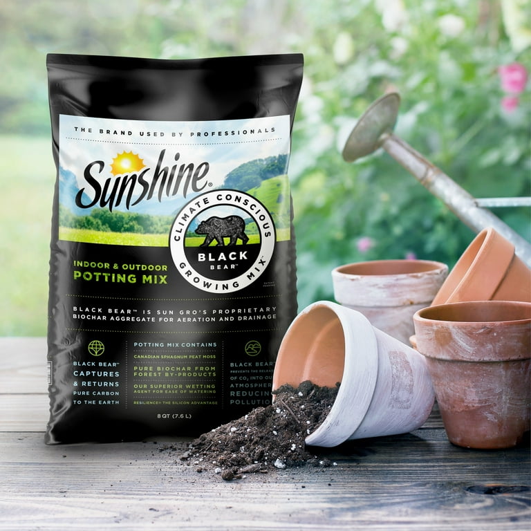 Sunshine Black Bear Indoor Climate Conscious Indoor Outdoor