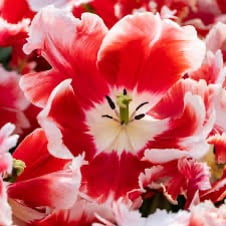 Deejay Parrot Tulip Bulbs for Planting (5 Bulbs) - Red and Yellow Parrot Tulips, Perennial Flowers