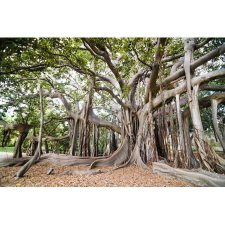 Large Twisted Roots of a Moreton Bay Fig Tree (Banyan Tree) (Ficus Macrophylla) Print Wall Art By Matthew