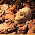 thumbnail image 4 of Simulate Resin Skull Landscape Ornament for Reptile Cave Aquarium Terrarium Decoration Skull skull, 4 of 8