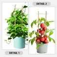 1 Set of Plant Trellis Vine Climb Trellis Plant Support Outdoor Plants