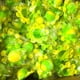 thumbnail image 2 of Pulpo de doble cara del mismo color Tie Dye Push Bubble Sensory Autism Toy (B) Ehuebsd libre de BPA, 2 of 9