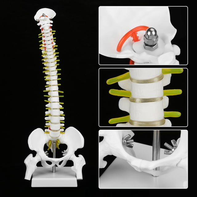Modelo de columna vertebral flexible 38 cm humano extraíble para esqueleto ANGGREK Otros