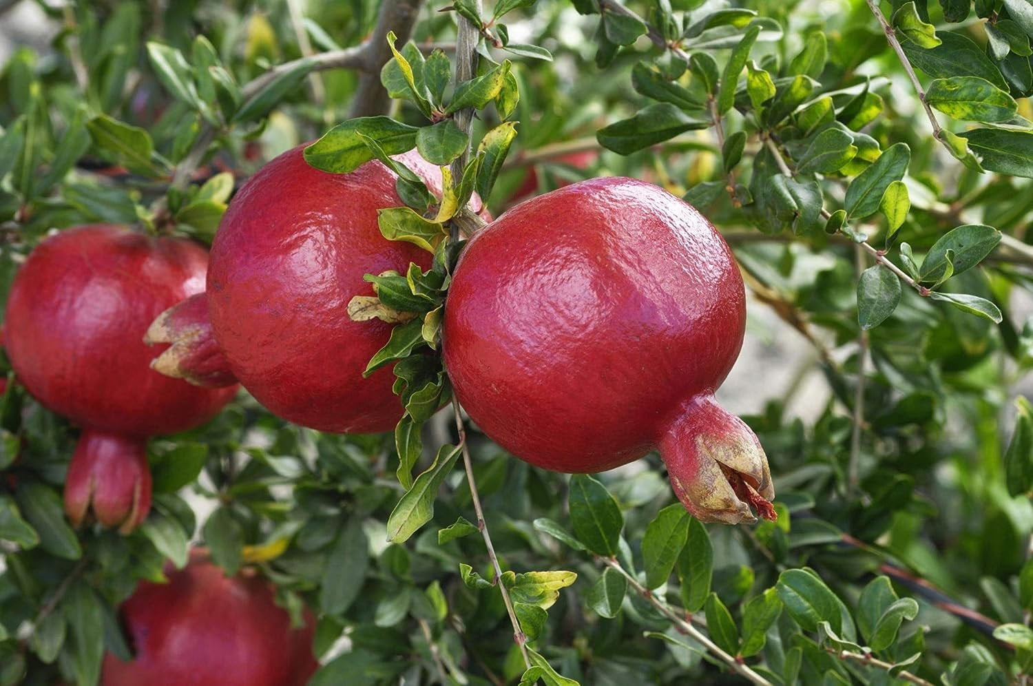 Juicy Pomegranate Fruit Tree Outdoor Fruit Garden Plant in 12cm