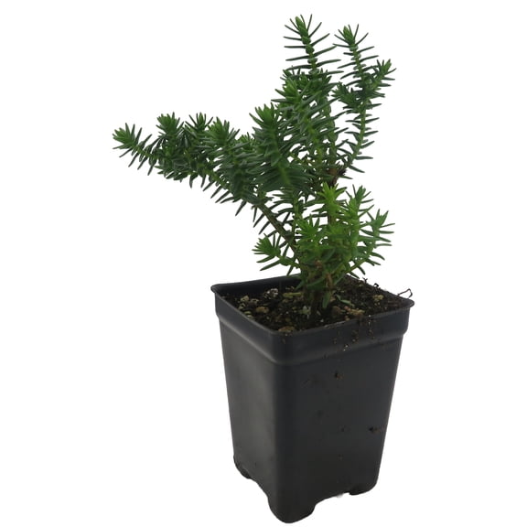 Mini Green Pogoda Crassula - Dependens Bolus- 2.5" Pot - Fairy Garden Plant