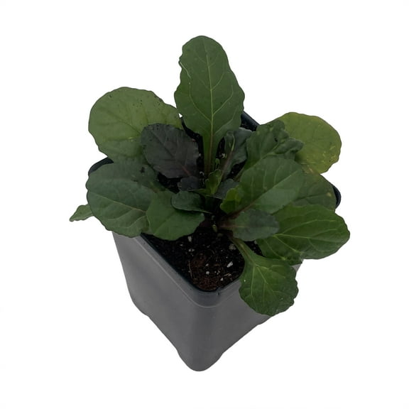 Bronze Beauty Ajuga - Carpet Bugle - 2.5" Pot - Live Plant