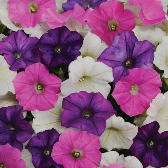 Spreading Petunia Flower Seeds - Shock Wave Spark Mix - 30 Seeds