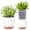 White, variant on QCQHDU 5.8 Inch Self Watering Planters for Indoor Plants with Bottom Watering,2Pack Flower Plant Pots for Outdoor with Drainage, Durable Plastic planters Pots(Black)