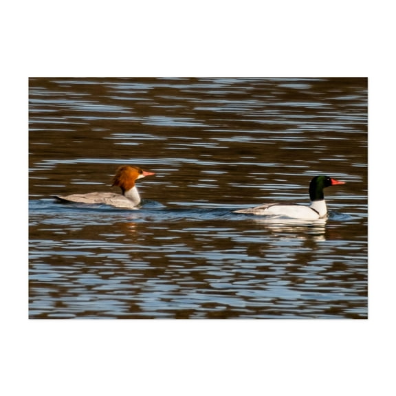 Common Mergansers - Pennsylvania Photography Wildlife Bird Water Aquatic Lake Nature Animal Unframed Wall Art Print 4 x 6 inches