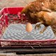 thumbnail image 4 of RUNROTOO Cojín Para De Gallinas Lavable Con Material De Silicona Y Cómodo Para Gallineros, 4 of 7