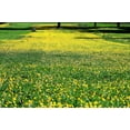 thumbnail image 3 of Ornamental Peanut Grass - Arachis Glabrata - 3 Live Plants in 2" Pots - Fully Rooted Drought Tolerant Ground Cover, 3 of 9