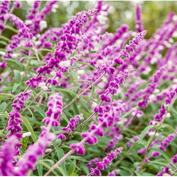 Set 2 Mexican Sage Salvia Plants Live for Planting, Fragrant Perennial Sage Plants 4 to 6 Inc Tall for Garden
