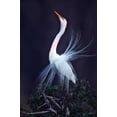thumbnail image 2 of Kelley, David 11x14 Gold Ornate Wood Framed with Double Matting Museum Art Print Titled - FL, Venice Great white egret courtship, 2 of 4