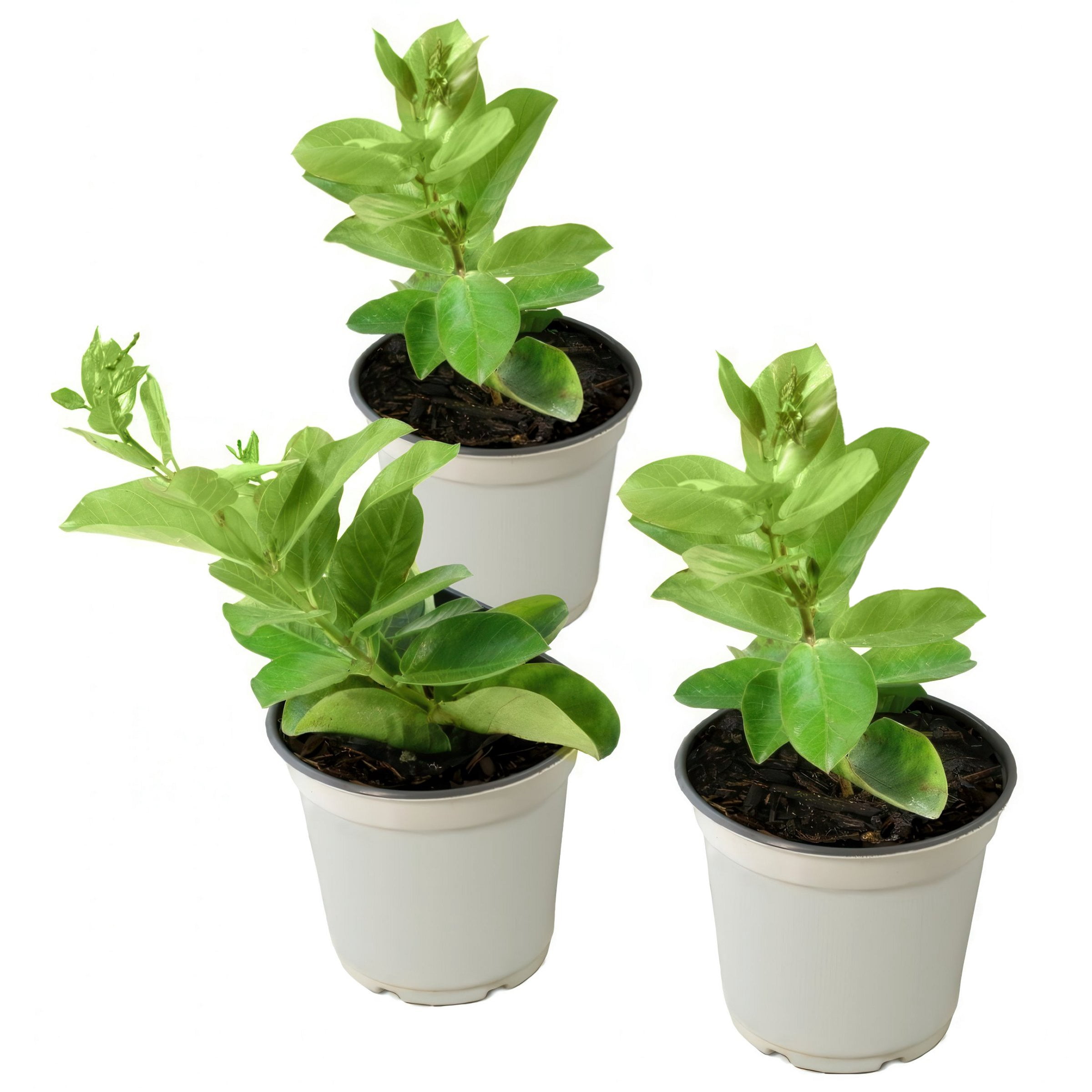 4 in. Mandevilla FiredUp Orange Live Annual Plant with Orange Flowers (3-Pack)