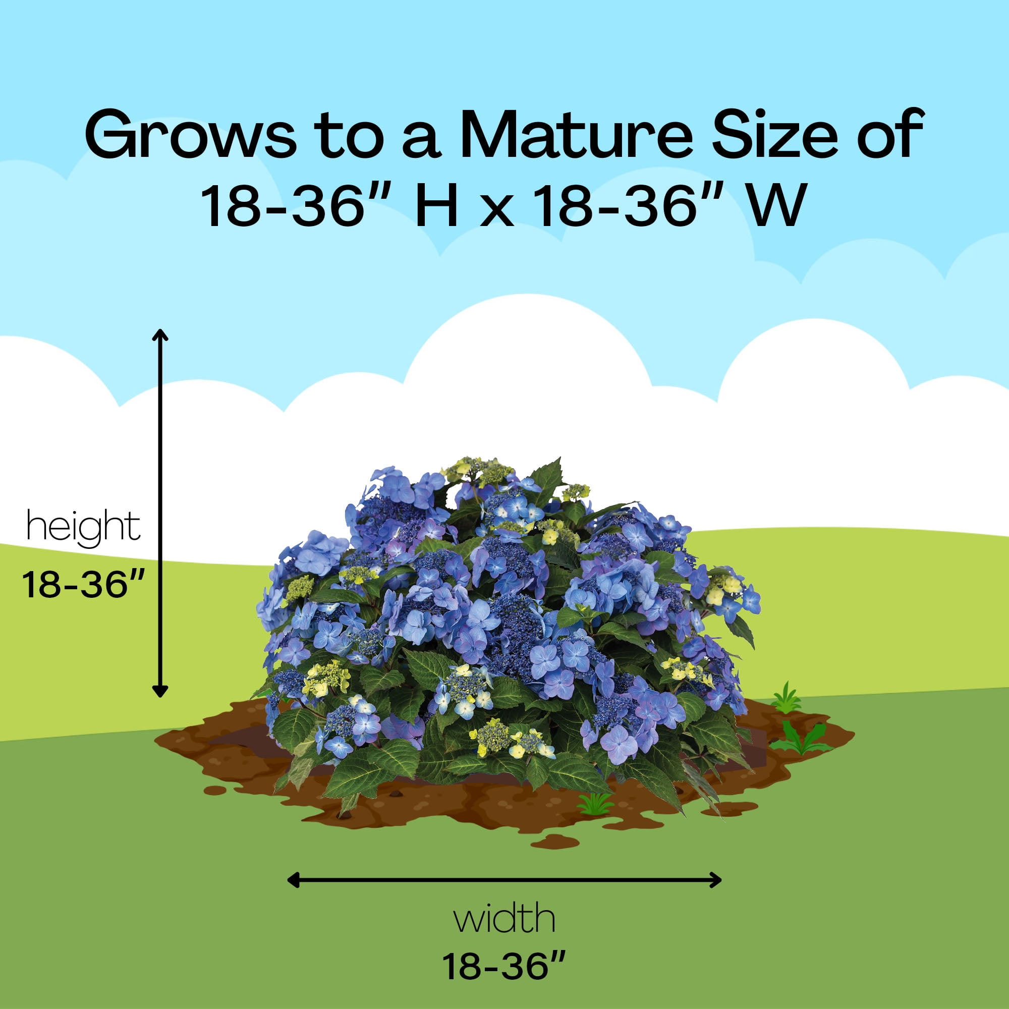 Endless Summer Pop Star Reblooming Hydrangea Live Shrub in 1