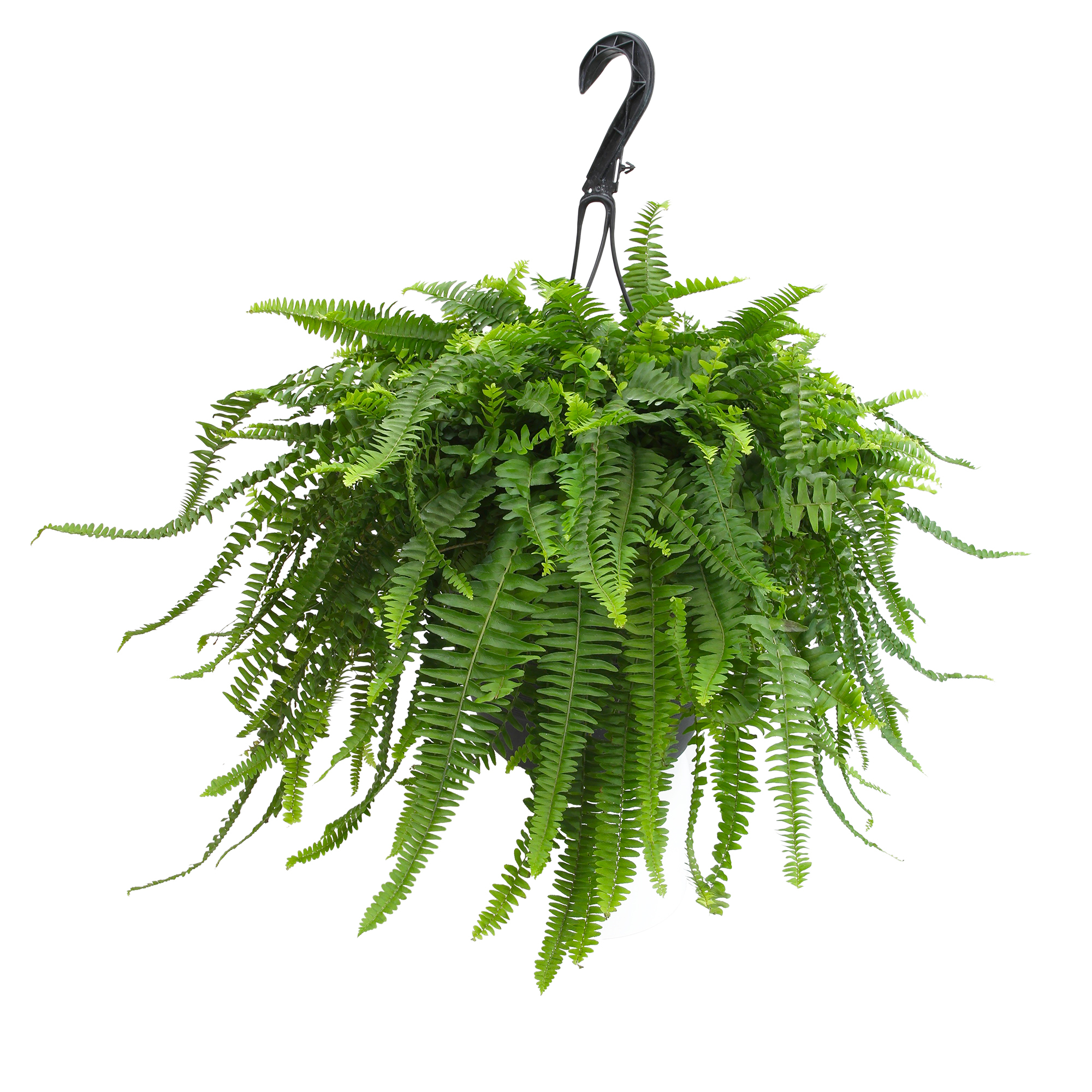 Boston Fern Houseplant & Outdoor Plant | 10in Hanging Basket; Partial Sun | Element by Altman Plants