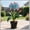 C, variant on Premium Brilliant Amaryllis —Tolerant —  Cold-Hardy & Shade--Perfect for Gardening Beginners(Non-Artificial)
