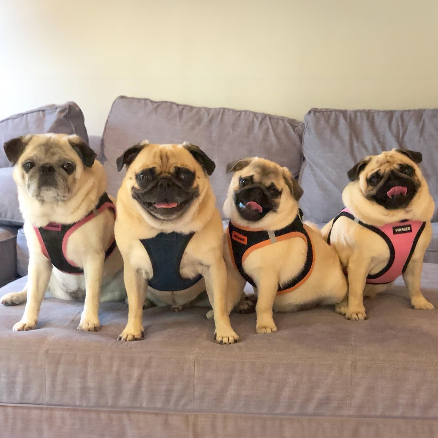 Best Pet Supplies - Voyager Step-in Air Pet Harness - All Weather Mesh - Blue/Black Trim, XXXS