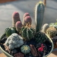 thumbnail image 2 of Pack of 3 Assorted Cactus Pack Bareroot Shipping Non-Repeated Varieties Cacti Cactus Gift Box for DIY Projects Home Decor Garden Succulents Plants Collections, 2 of 5