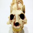thumbnail image 4 of Decoración Aterradora de Halloween: Calavera de Agachada, Animal Espeluznante para Fiesta de Vampiros., 4 of 5