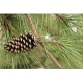 Slash Pine Tree Live Plants Pinus Elliottii Fast Growing