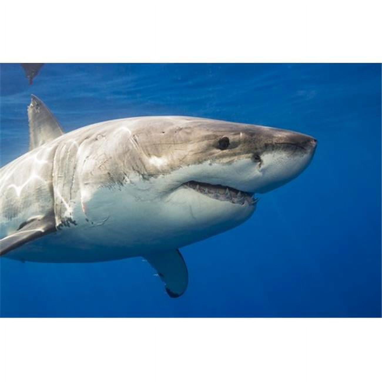 Great White Shark Carcharodon Carcharias - Guadalupe Island Mexico Poster Print by Dave Fleetham - 38 x 24 - Large
